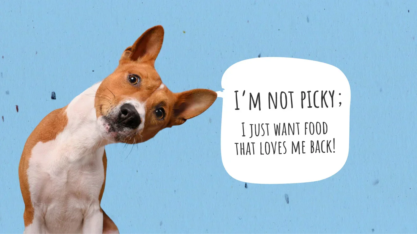 the-best-food-for-dogs-with-allergies