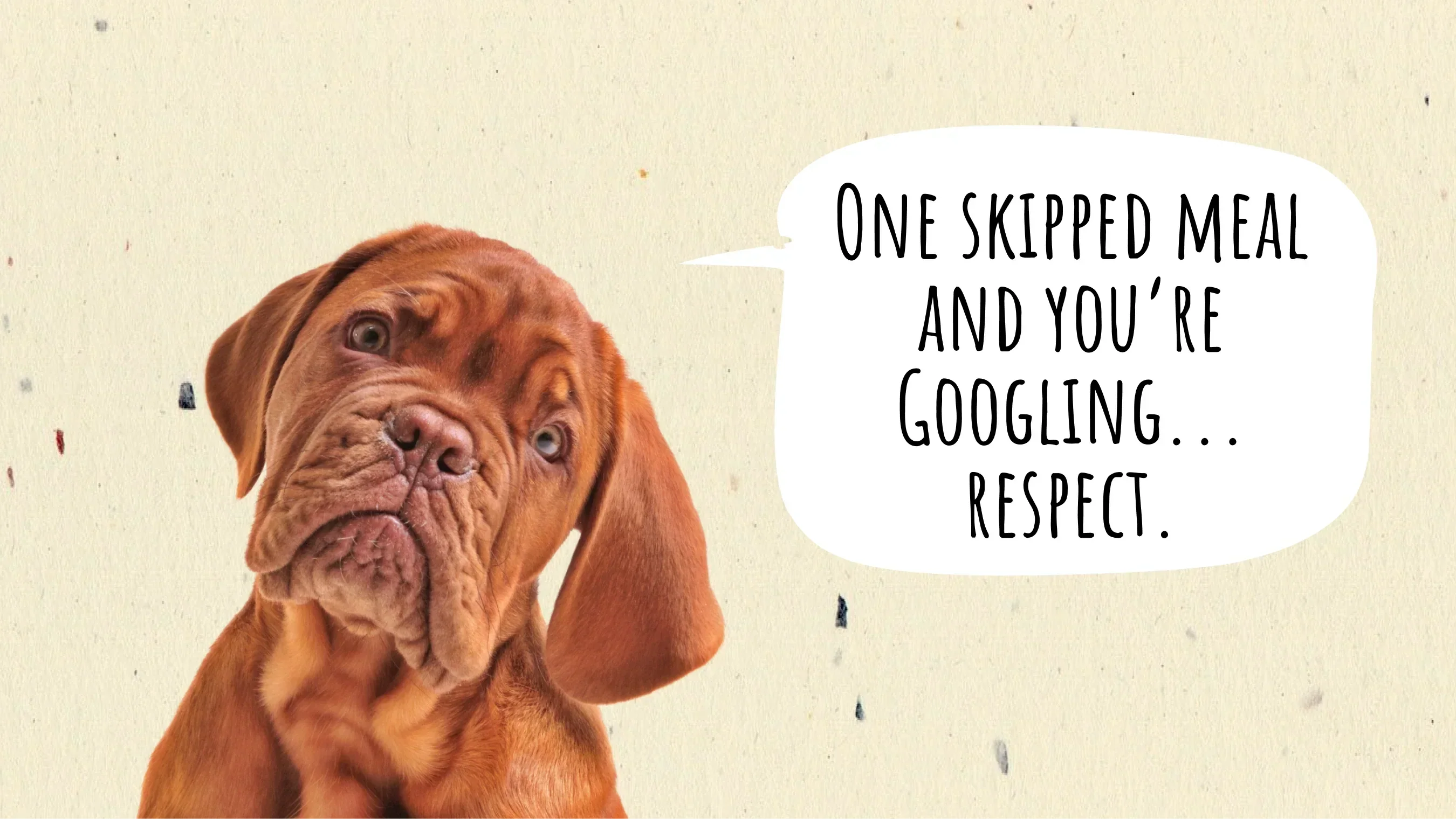 Dog Not Eating? What’s Normal, When to Worry, and How to Help
