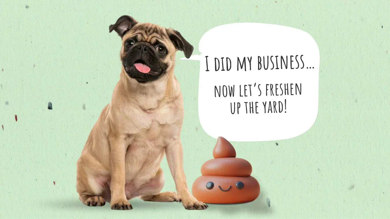 How To Get Rid Of Dog Poop Smell From Yard