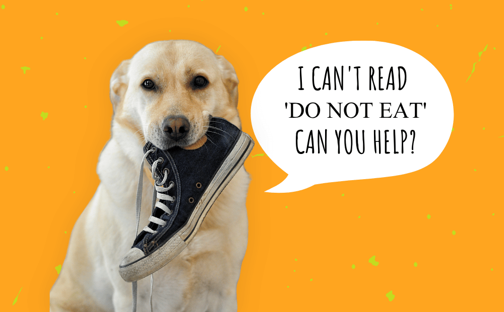 A Loving Home is a Safe Home: A Guide to Pet Poison Prevention