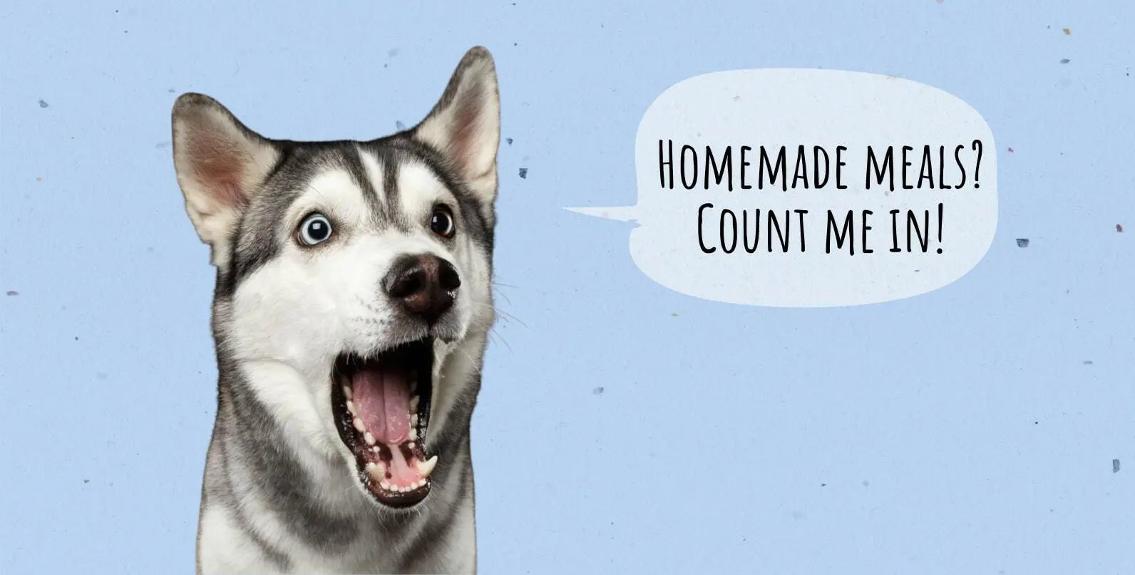 Homemade Dog Food For Skin Allergies Everything You Need To Know homemade-dog-food-for-skin-allergies-everything-you-need-to-know