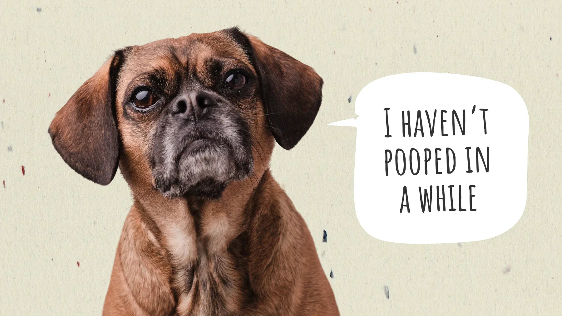 How Long Can a Dog Go Without Pooping