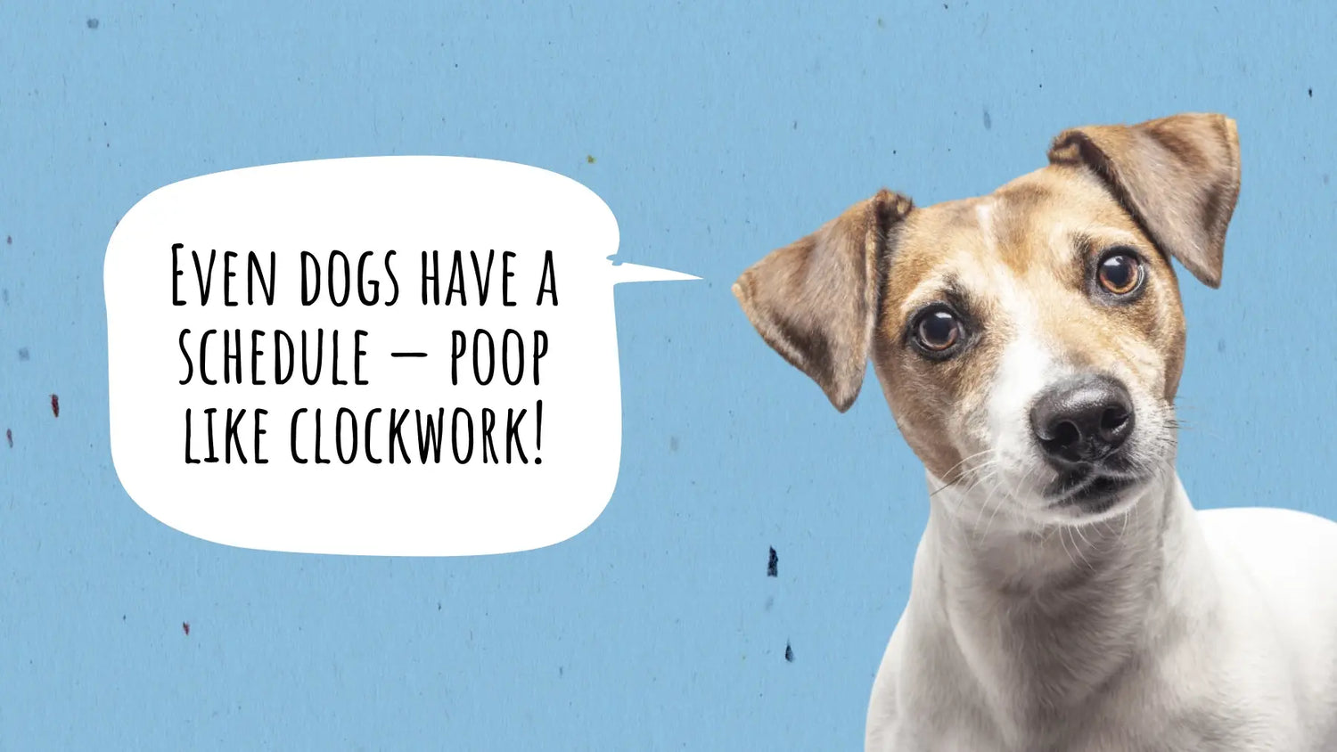 How Many Times a Day Should a Dog Poop