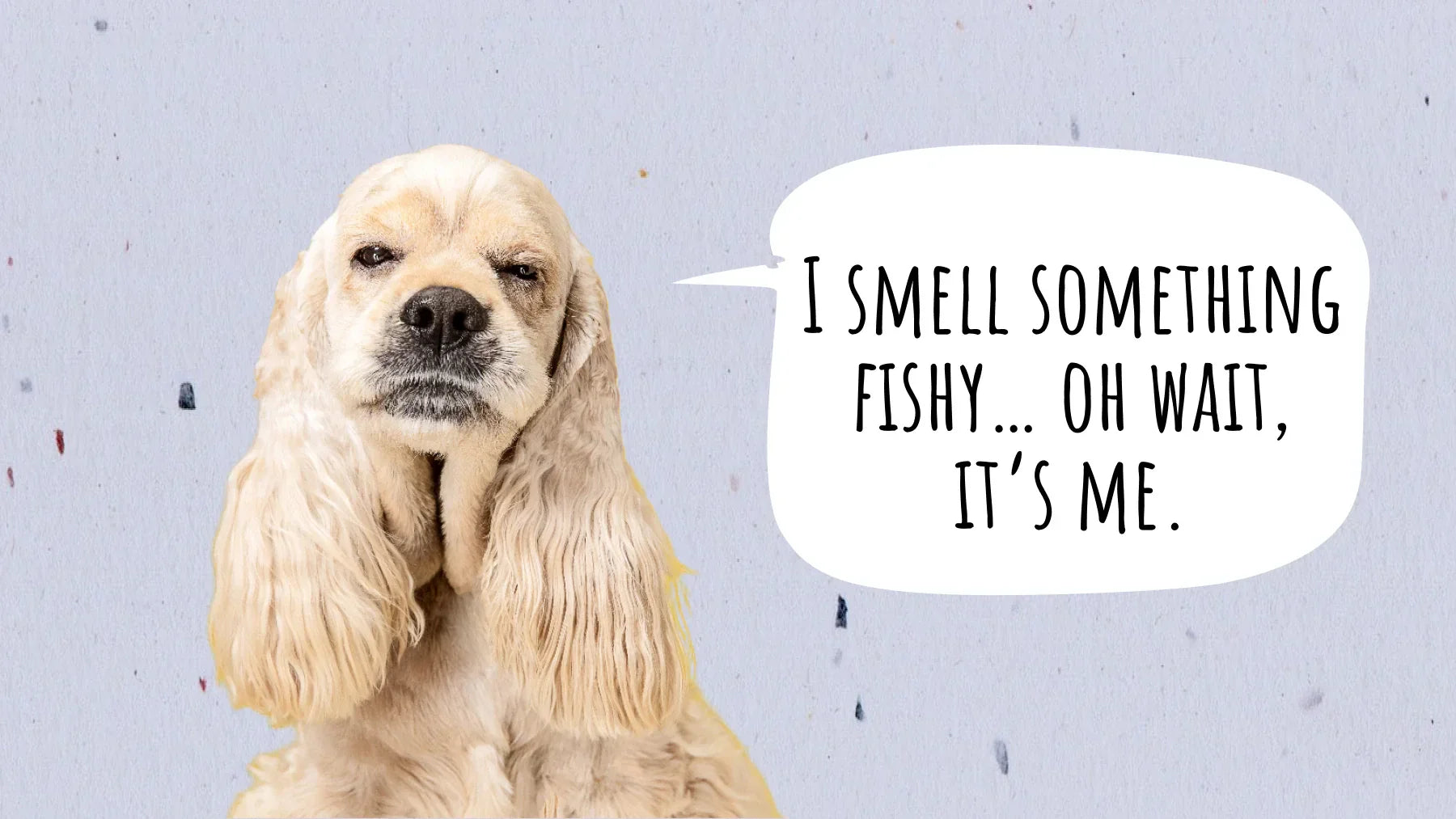 how to get rid of fishy smell from dog