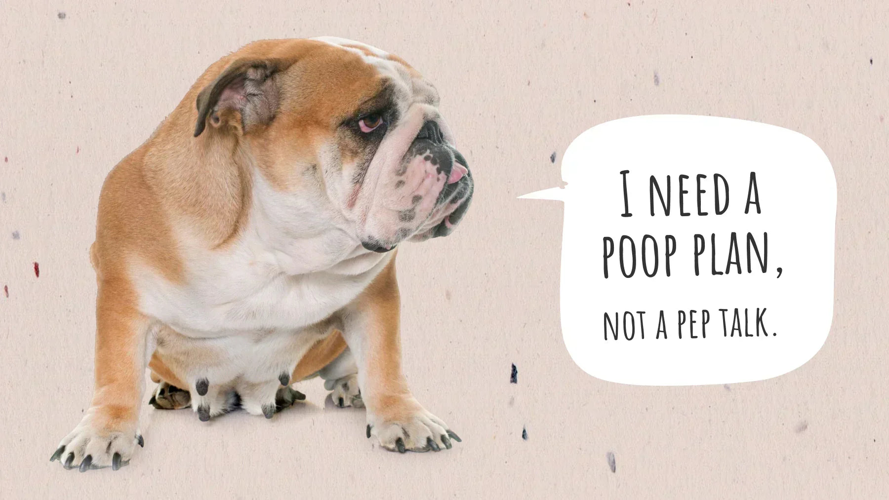 how to make a dog poop quickly