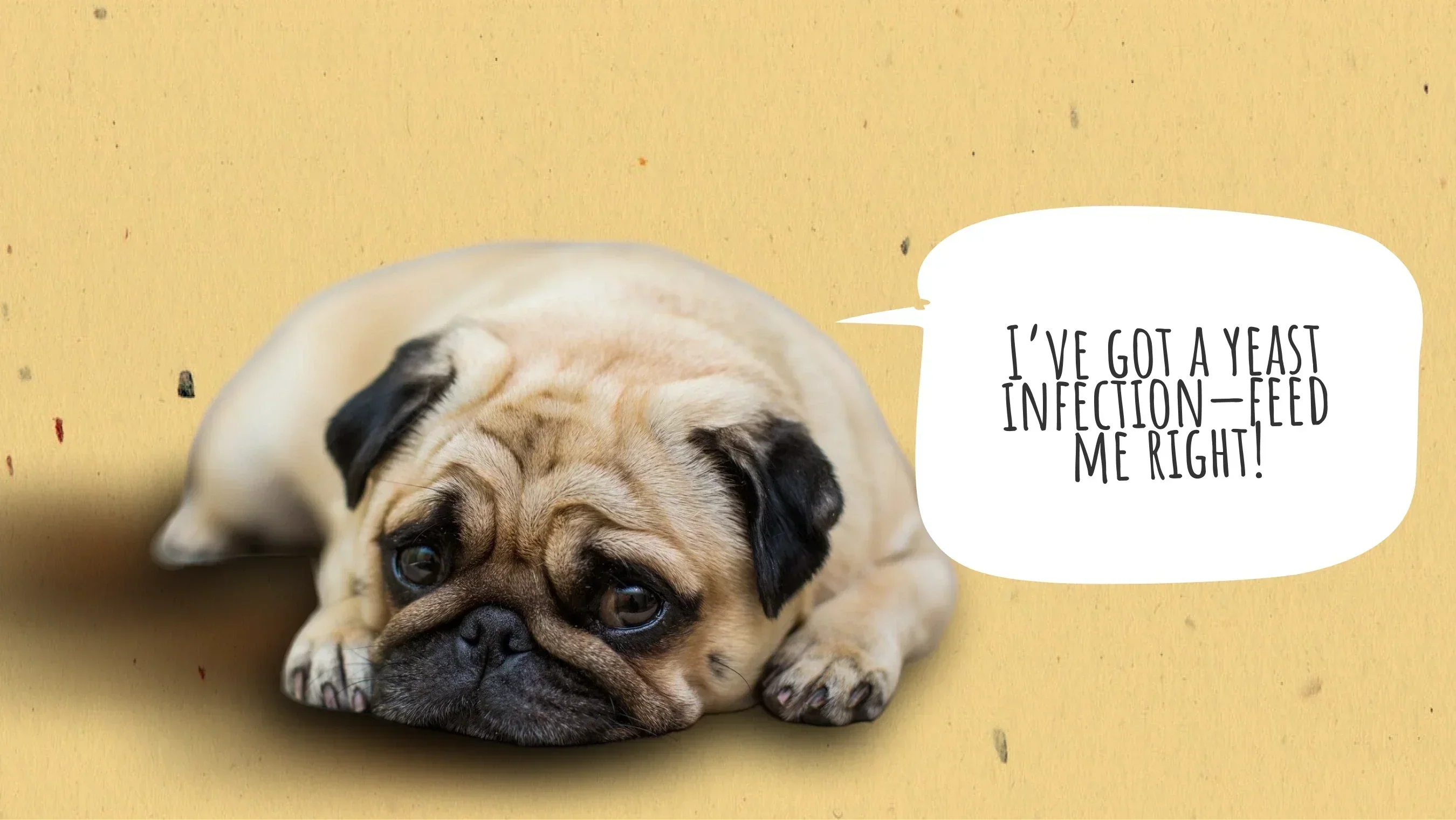 what to feed when dog has a yeast infection