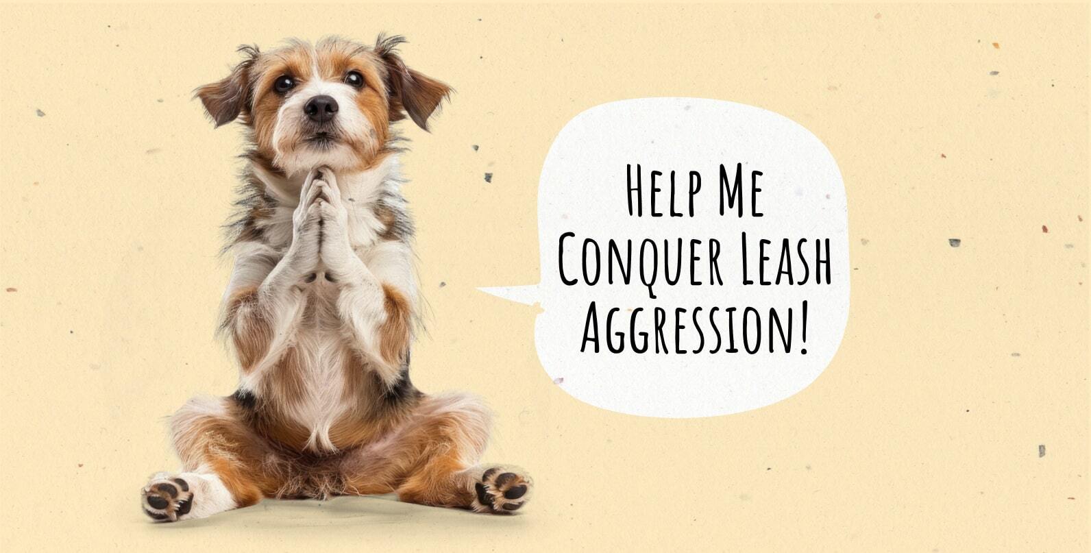 Leash aggression towards other dogs best sale