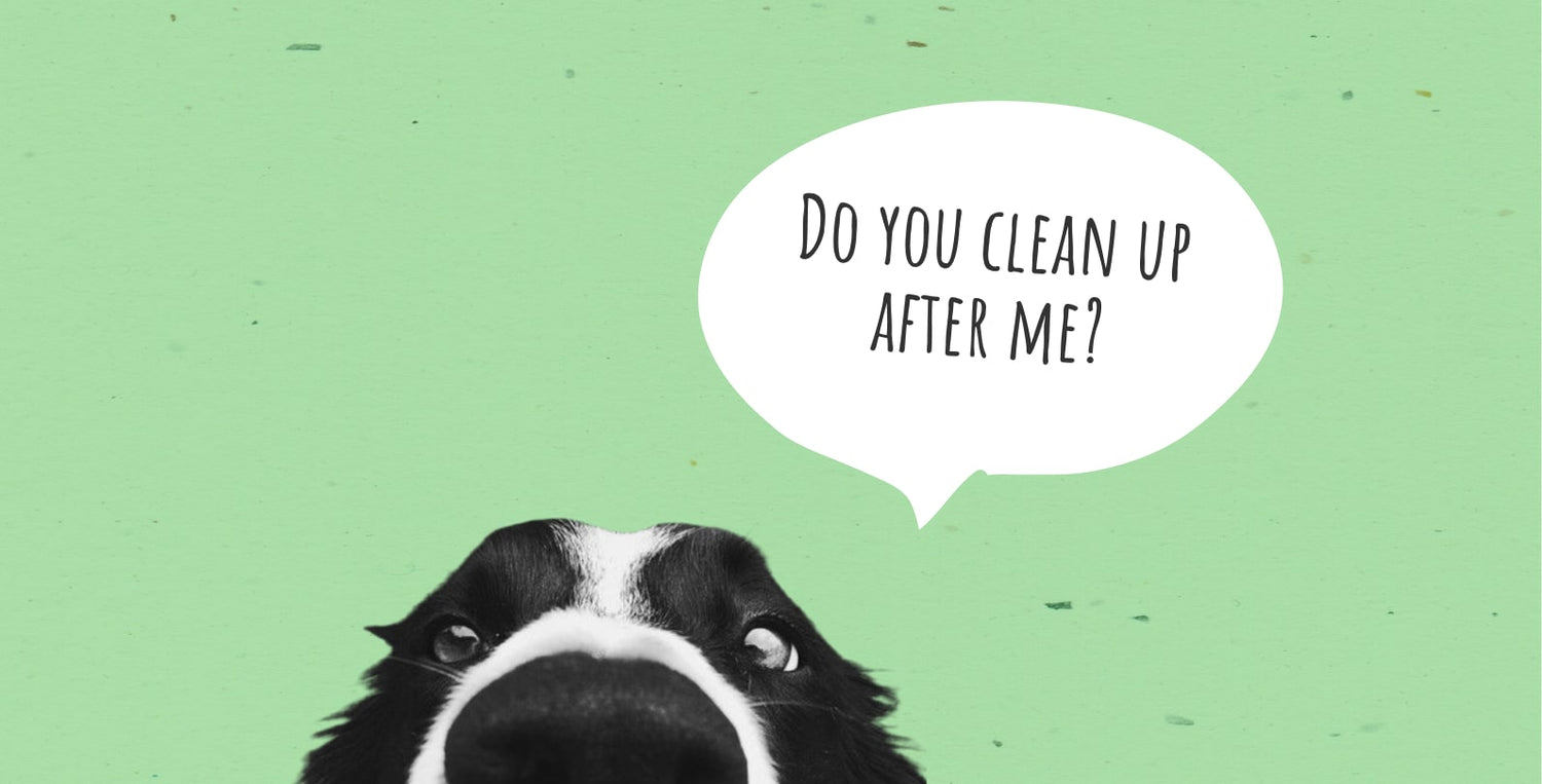 how to clean up dried dog poop on carpet