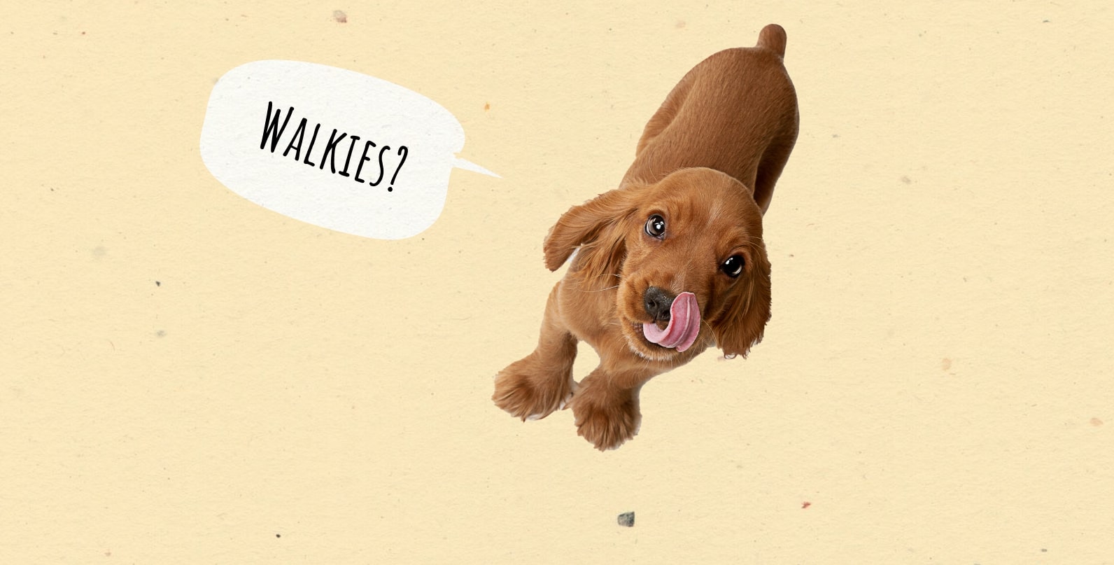 Dog Walking Routine: Tips for a Healthy, Happy Dog