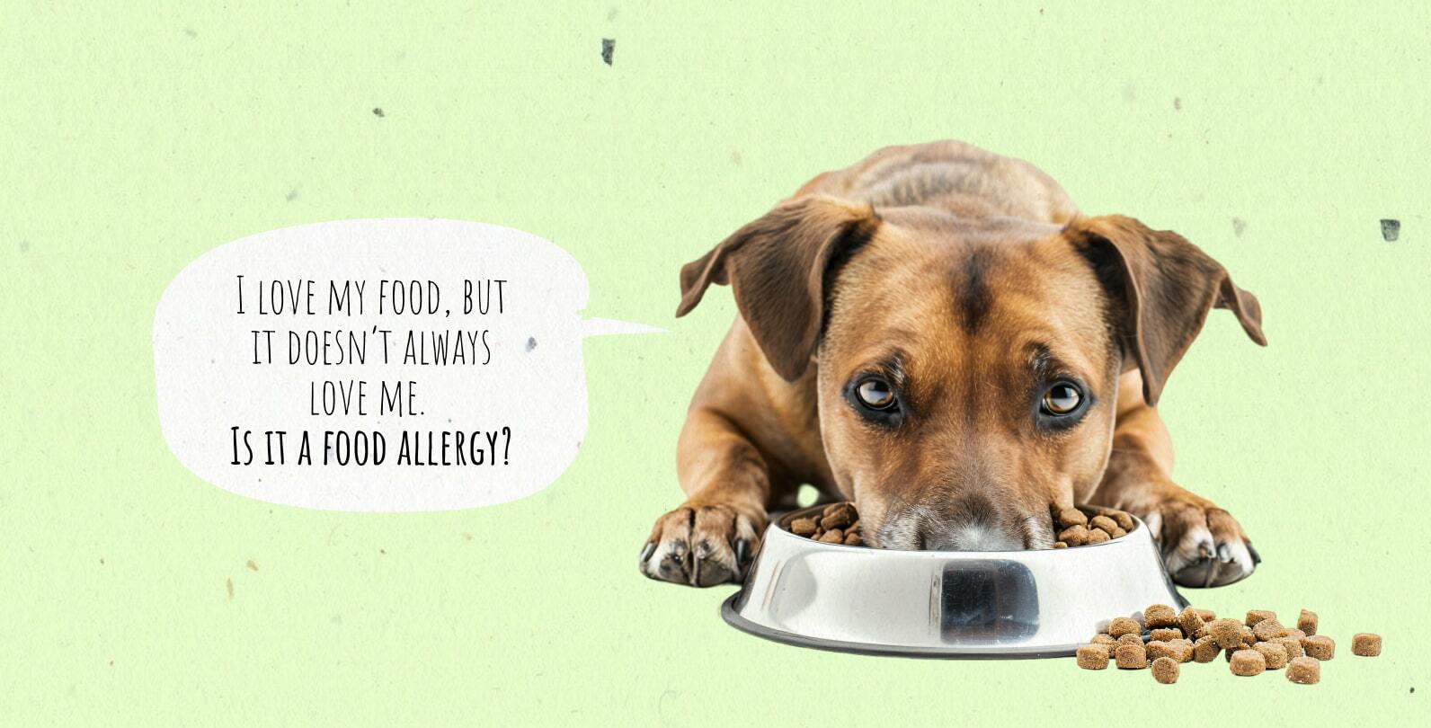 Dog orders food for dogs that have allergies