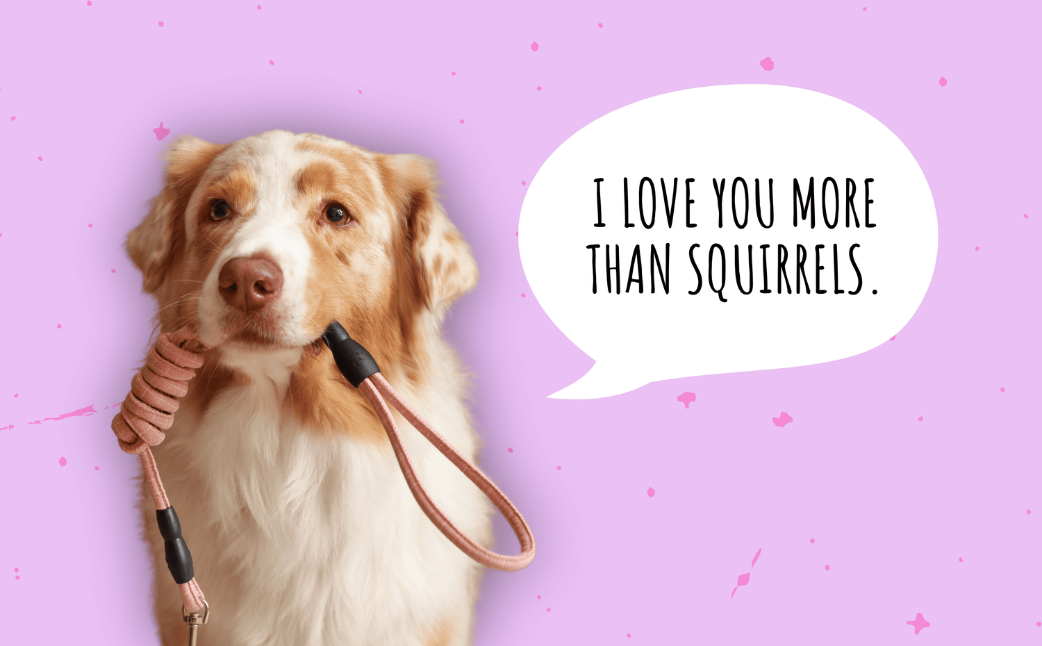 Valentines Day Dog Date Ideas