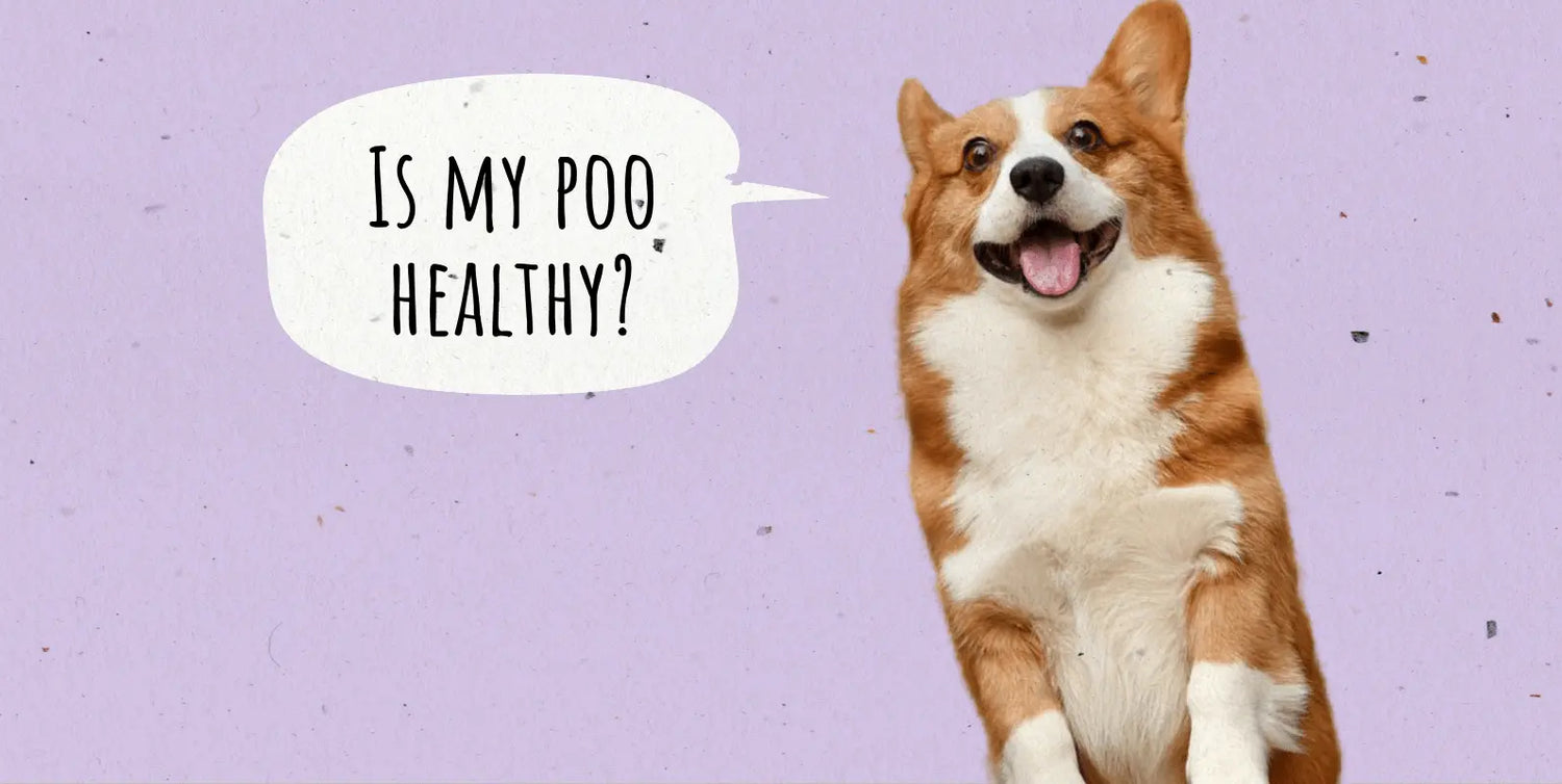 Healthy Dog Poop