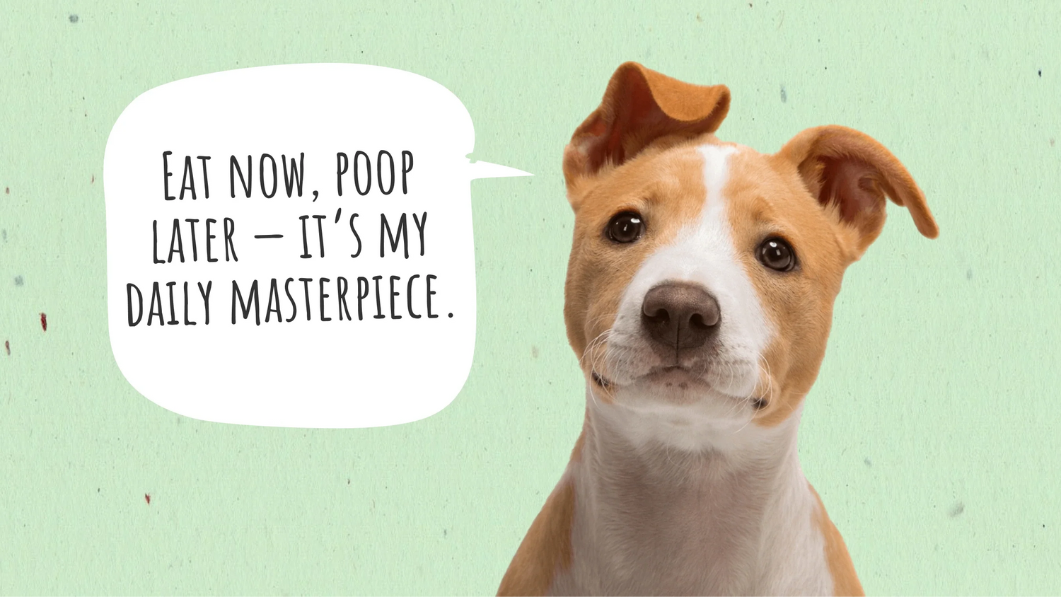How Long Does It Take for a Dog to Digest Food