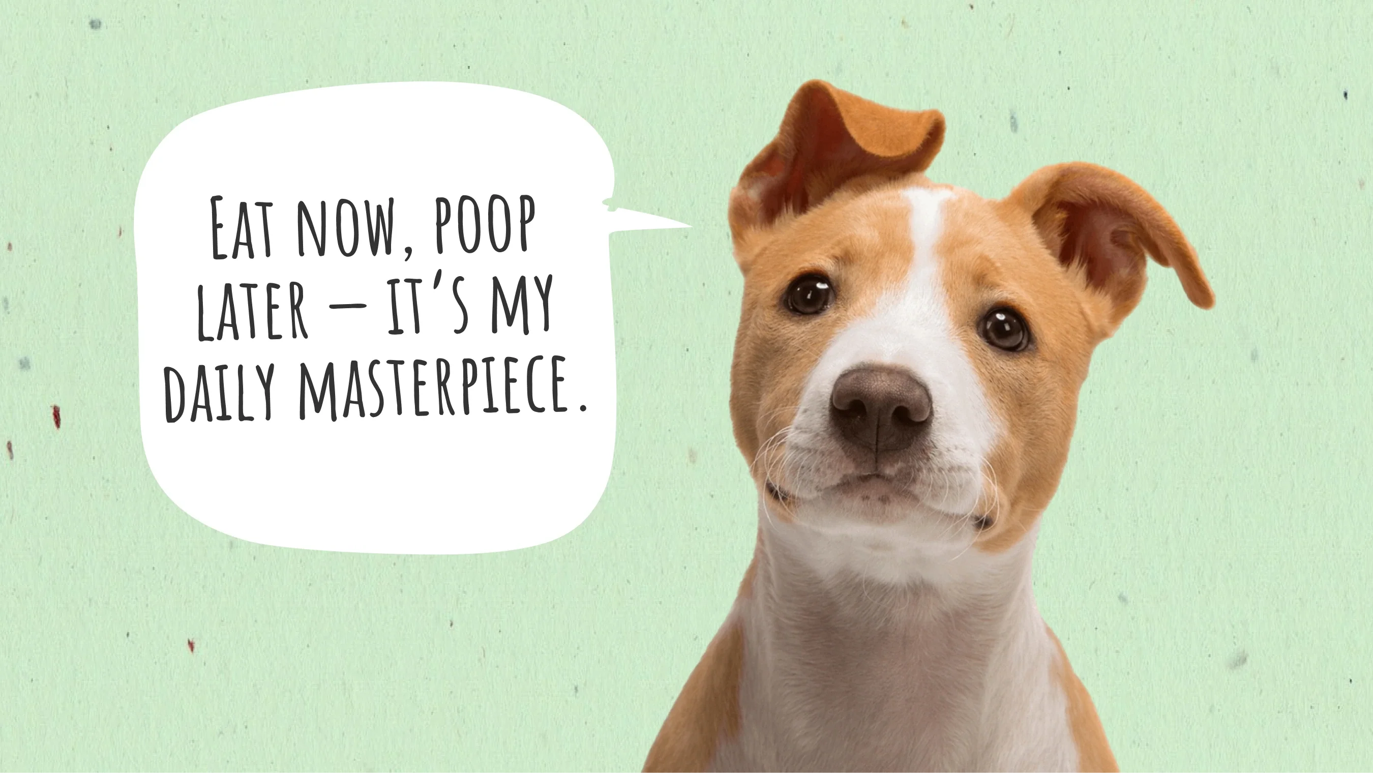 How Long Does It Take for a Dog to Digest Food