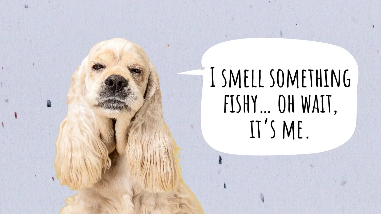 how to get rid of fishy smell from dog
