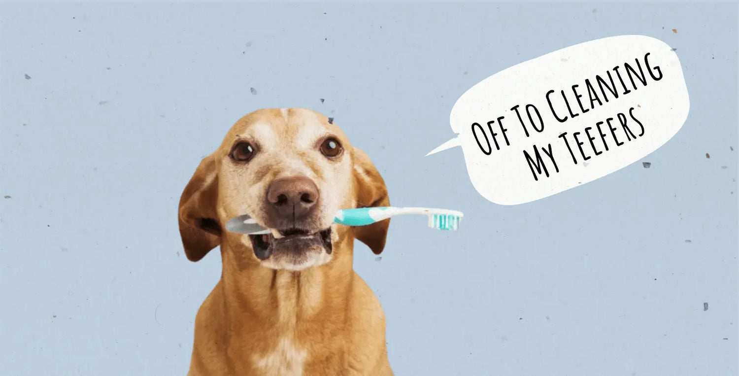 How to Keep Your Dog’s Teeth Clean